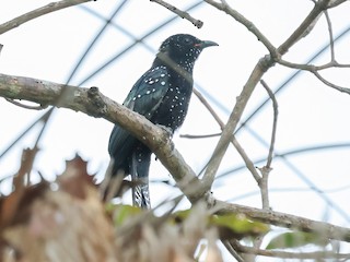  - Moluccan Drongo-Cuckoo