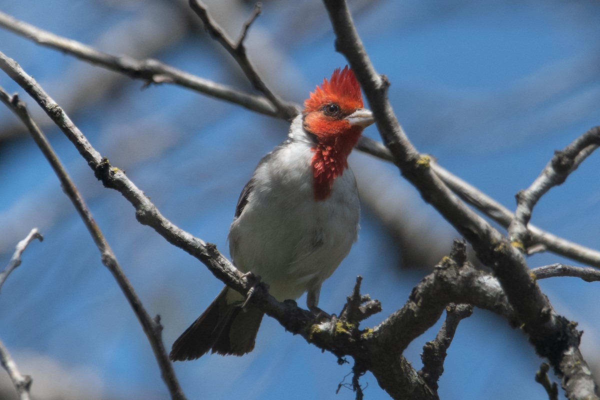 Red-crested Cardinal - Nicolas Mazzini