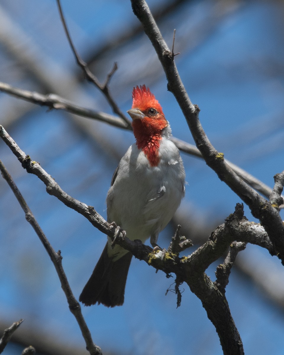 Red-crested Cardinal - ML614011793
