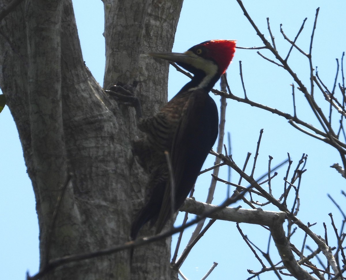 Lineated Woodpecker - ML614012352