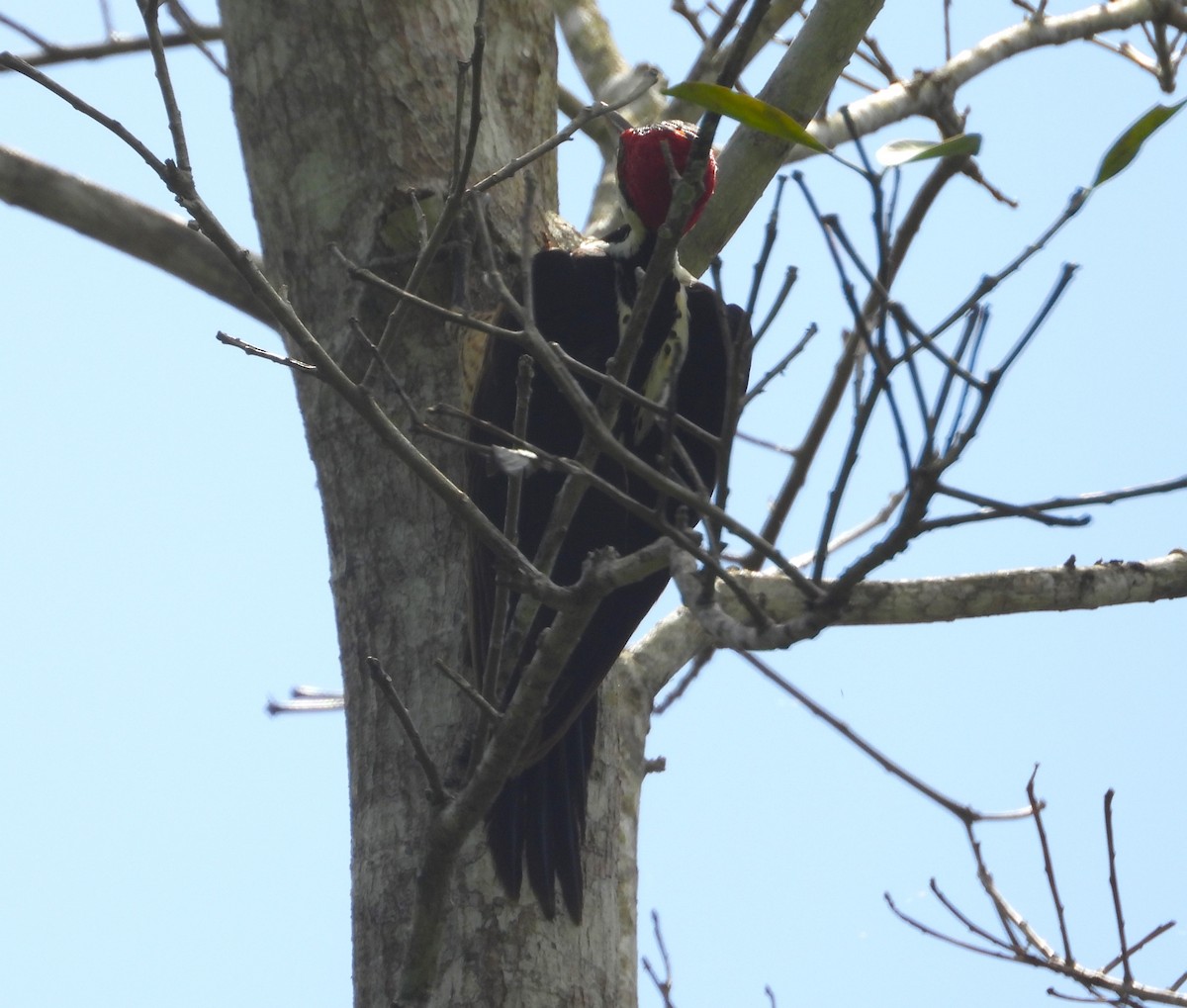 Lineated Woodpecker - ML614012356