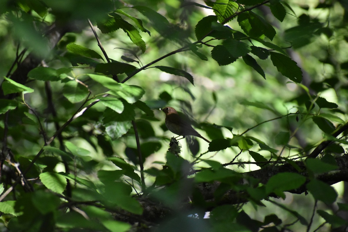 Swainson's Thrush (Russet-backed) - Sally Anderson