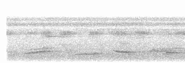 Антильский дрозд - ML614012606