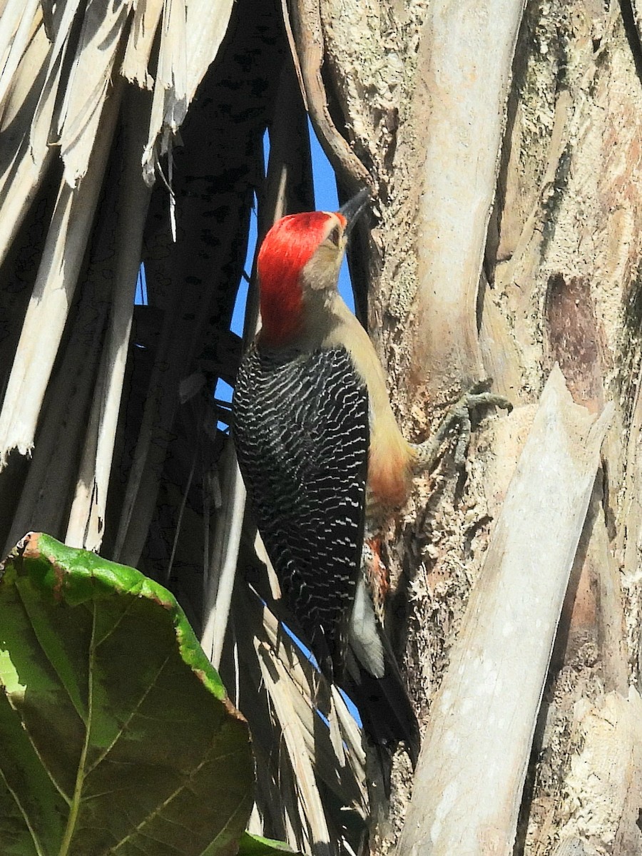 Golden-fronted Woodpecker (Velasquez's) - ML614012697
