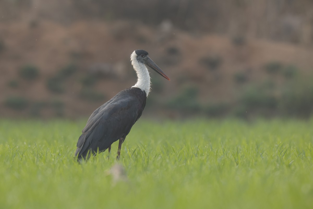 Asian Woolly-necked Stork - ML614012759