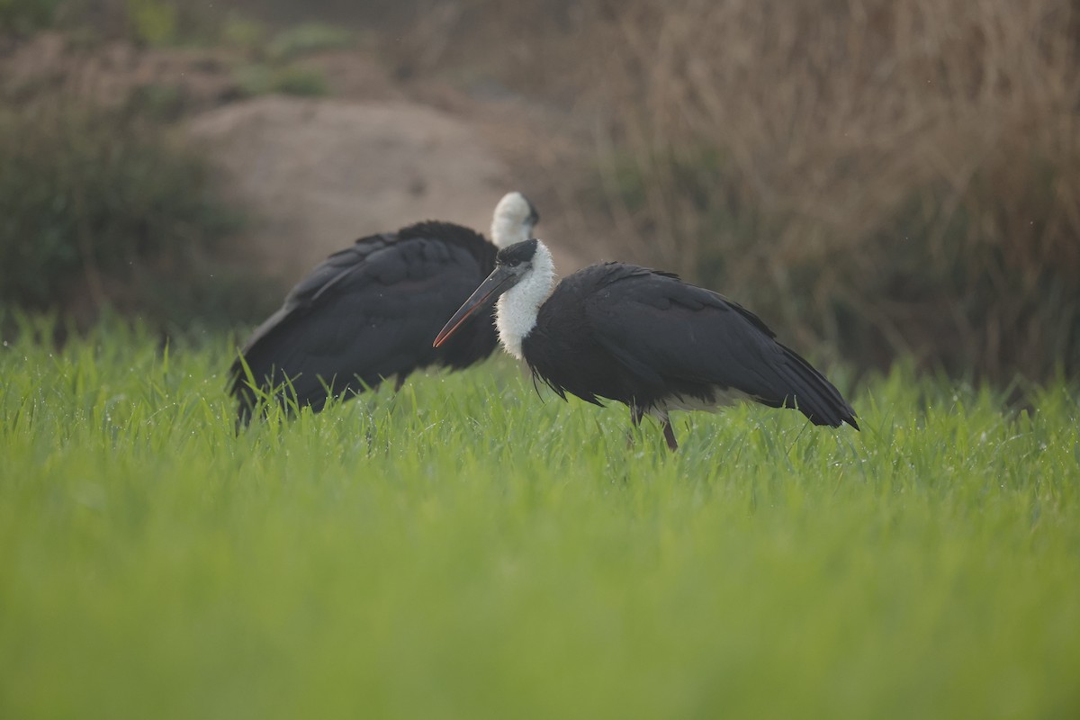 Asian Woolly-necked Stork - ML614012760