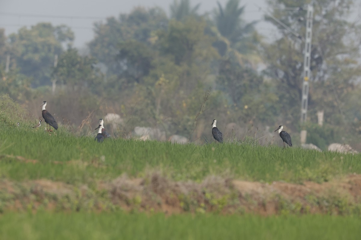 Asian Woolly-necked Stork - ML614012761