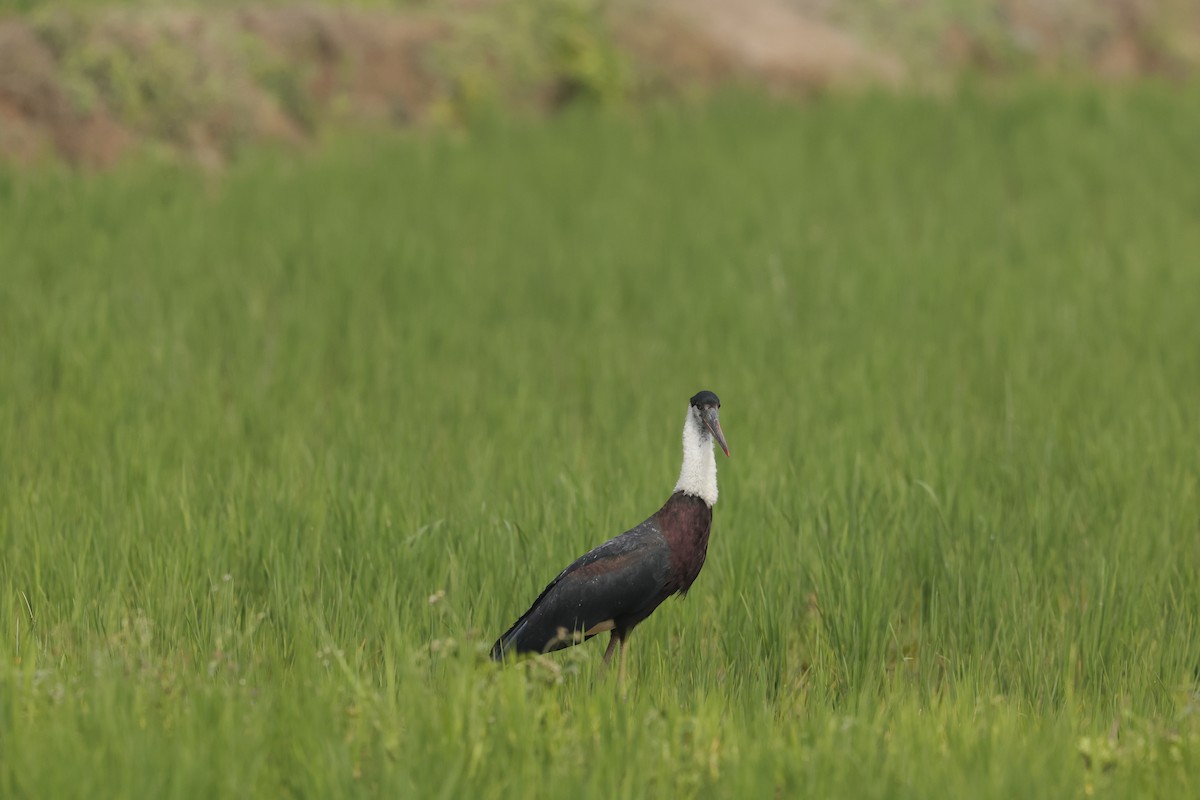 Asian Woolly-necked Stork - ML614012762