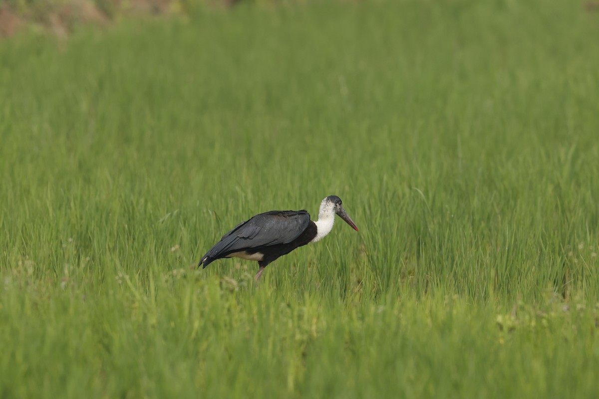 Asian Woolly-necked Stork - ML614012763