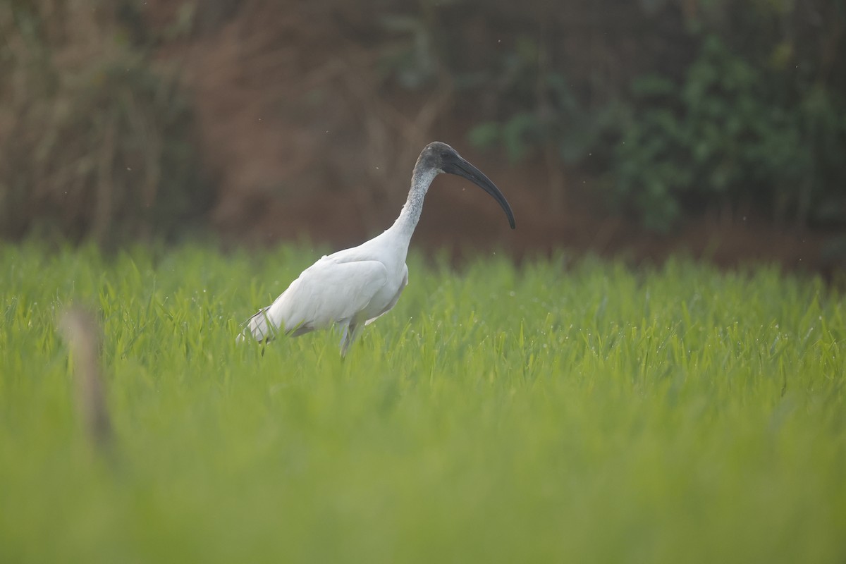 ibis černohlavý - ML614012783