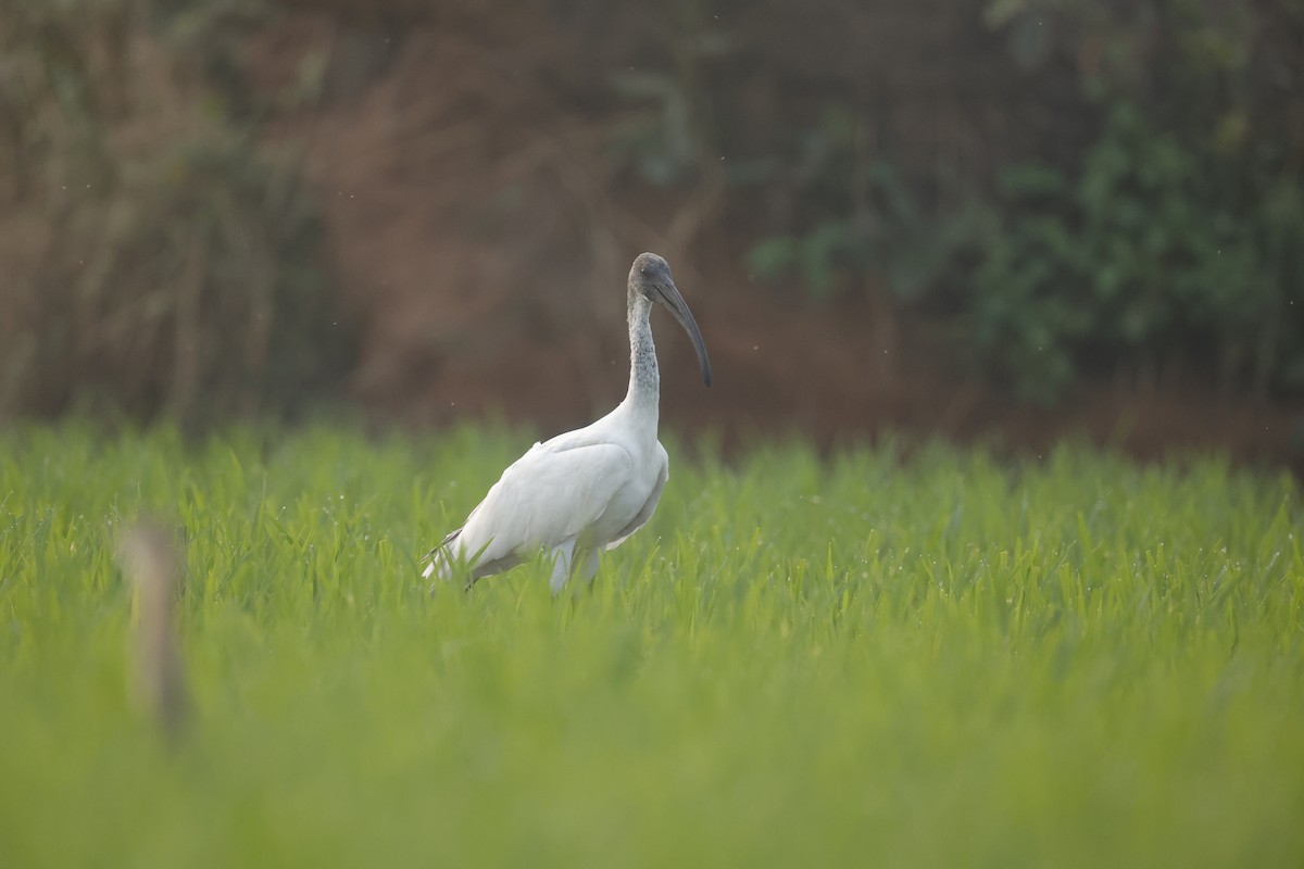 ibis černohlavý - ML614012784