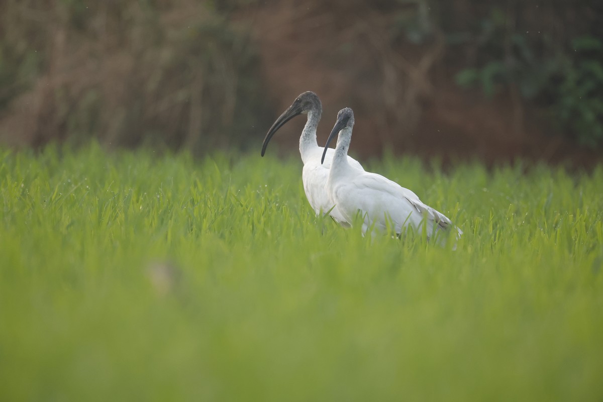 ibis černohlavý - ML614012785