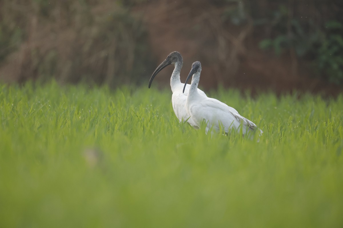 ibis černohlavý - ML614012787