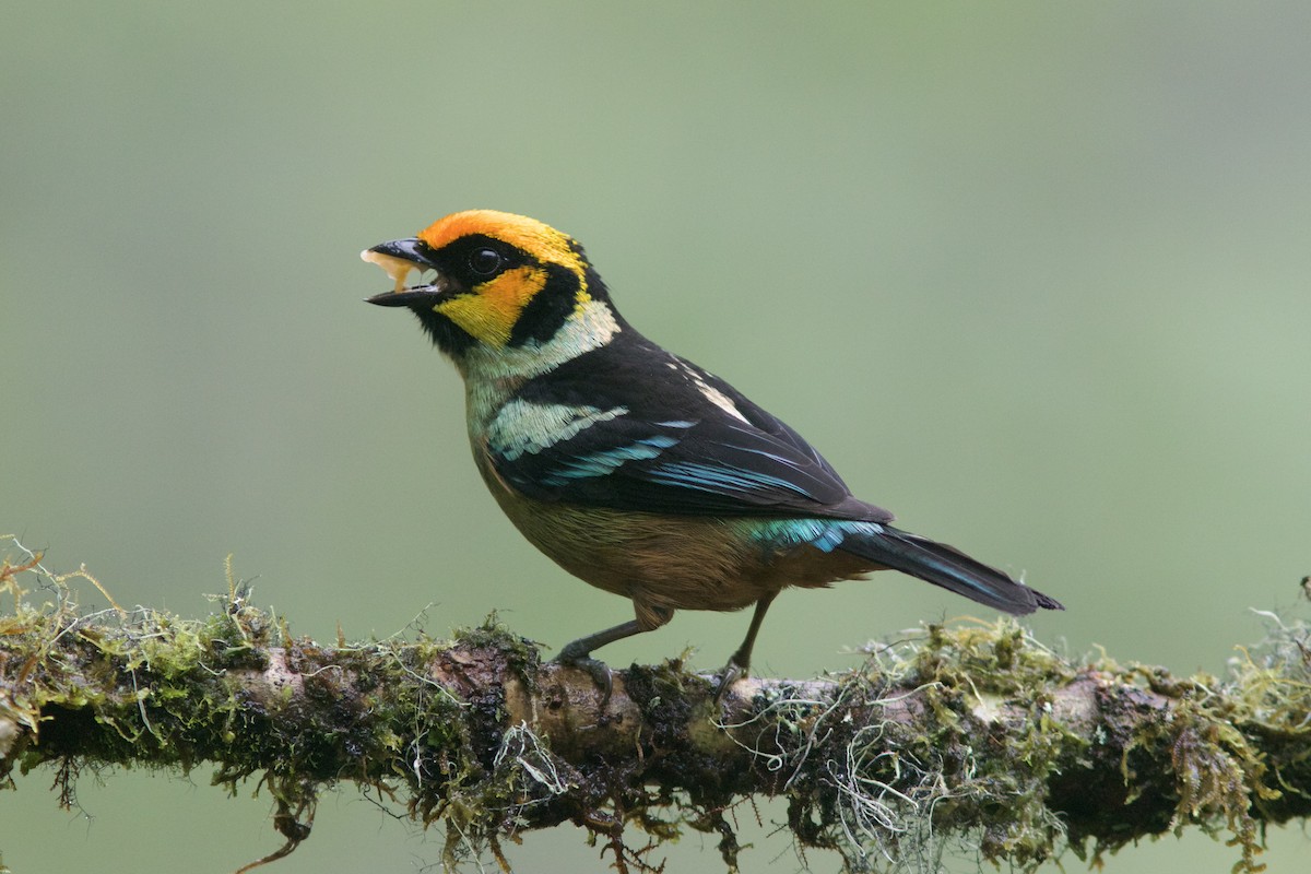 Flame-faced Tanager (Yellow-faced) - ML614012817
