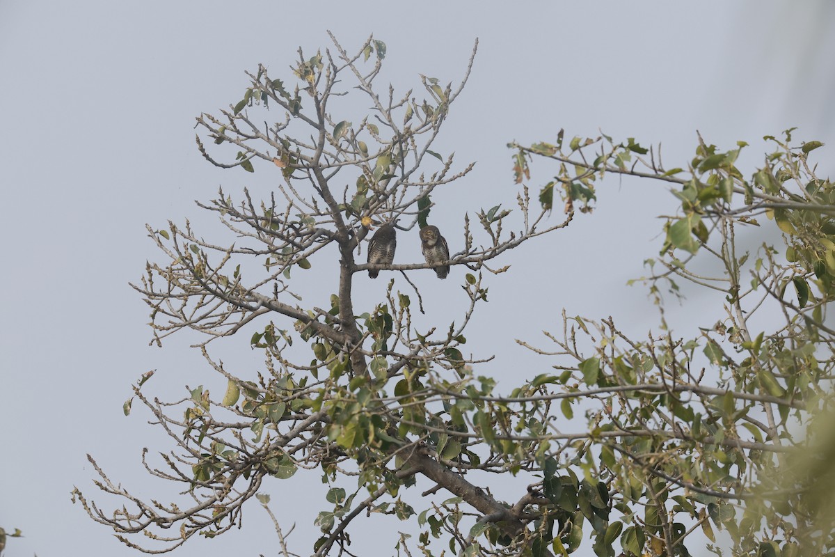 Jungle Owlet - Sriram Reddy