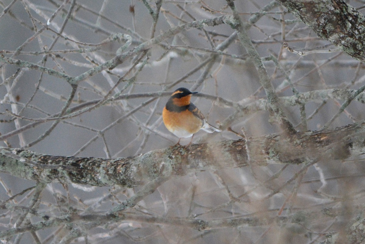 EBird Checklist 26 Jan 2024 1102 Main Road Milford Maine US 45   1200