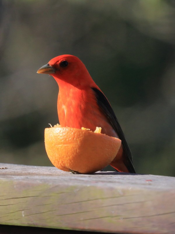 Scarlet Tanager - ML614013138