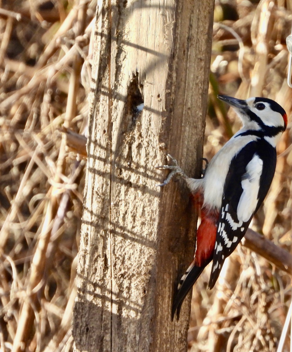 Great Spotted Woodpecker - ML614013405