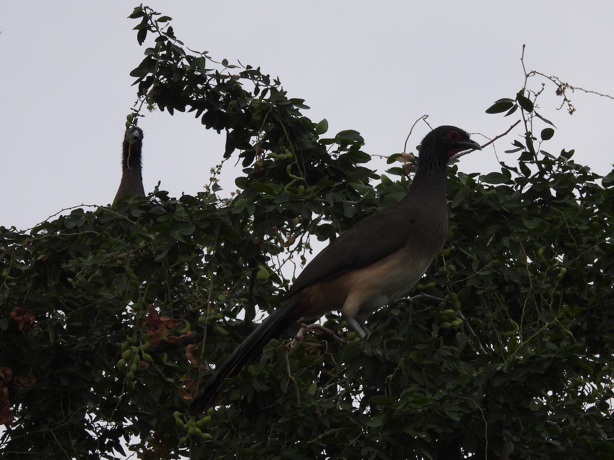 West Mexican Chachalaca - ML614013673