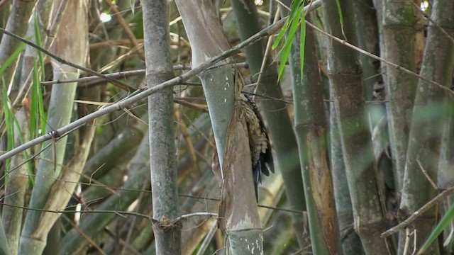 Black-rumped Flameback - ML614013844