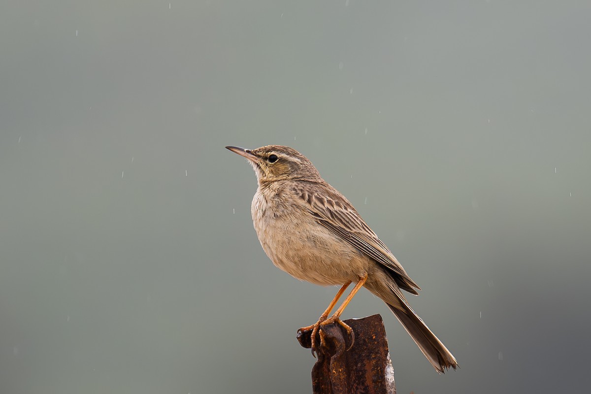 Long-billed Pipit (Middle Eastern) - ML614014304
