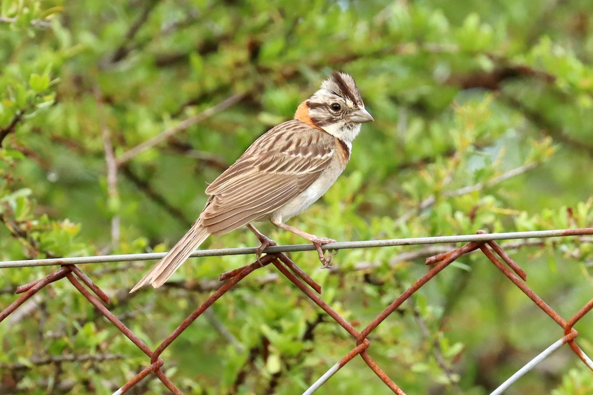 Rufous-collared Sparrow - ML614014652