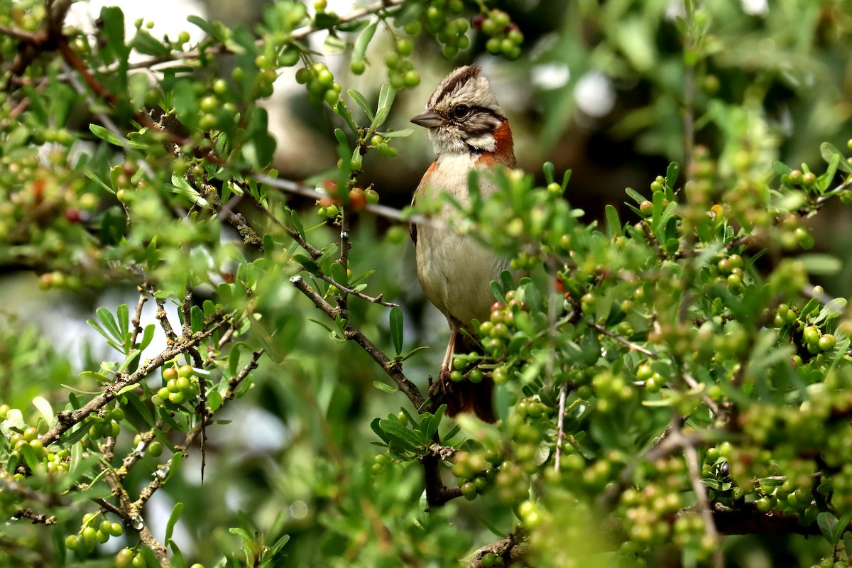 Rufous-collared Sparrow - ML614014653