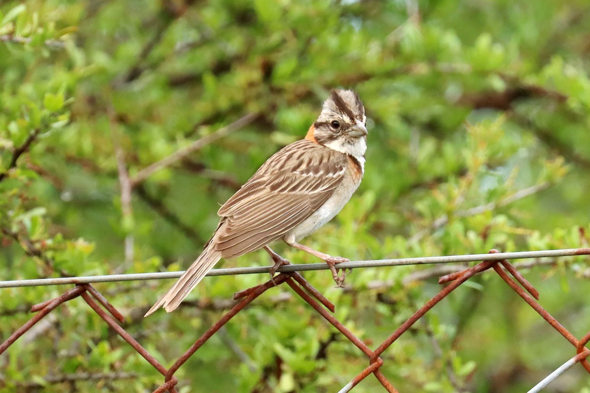 Rufous-collared Sparrow - ML614014654