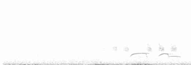 Tinamou élégant - ML614014864
