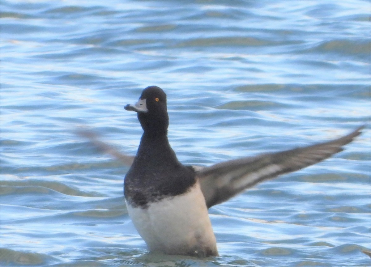 Greater Scaup - ML614014927