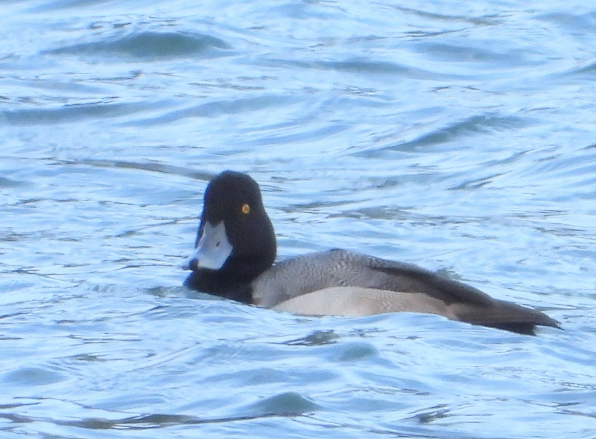 Greater Scaup - ML614014928