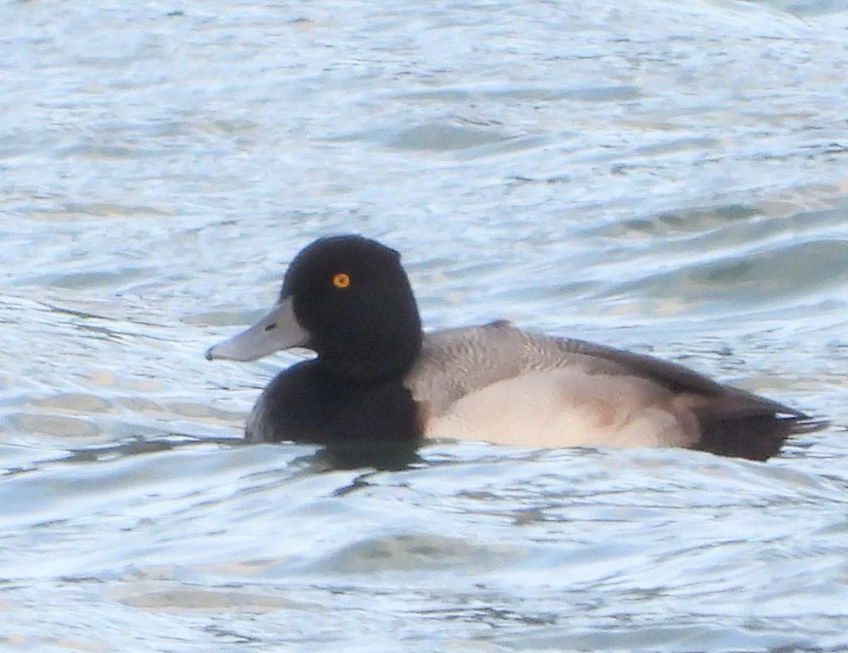Greater Scaup - ML614014929