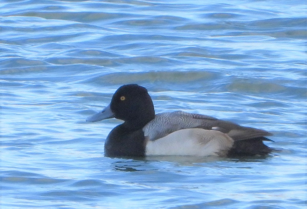Greater Scaup - ML614014930