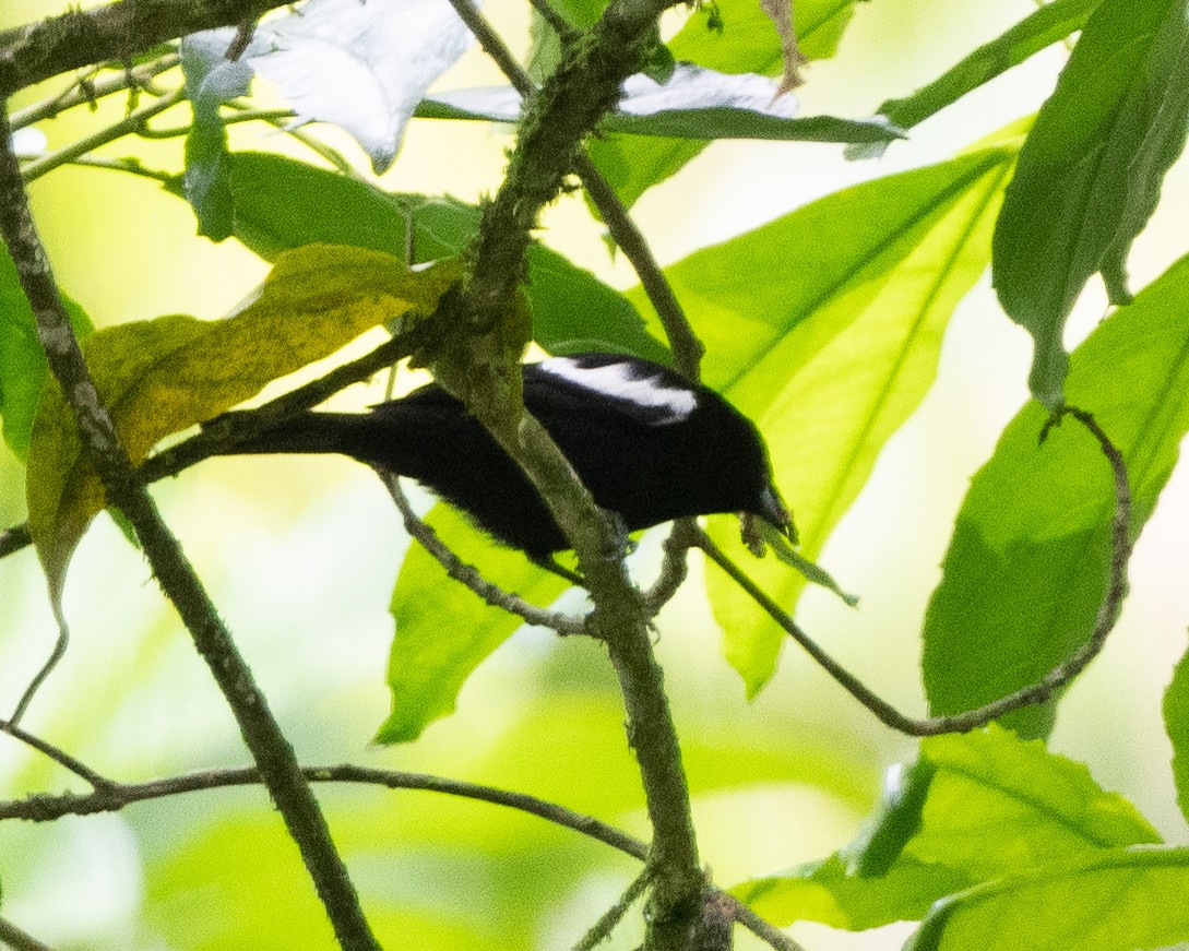 White-shouldered Tanager - ML614015008