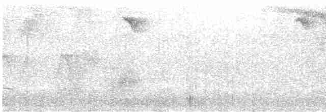 Weißbrust-Spottdrossel (sanctaeluciae) - ML614015043