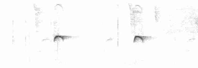 antillpivi (latirostris) - ML614015051