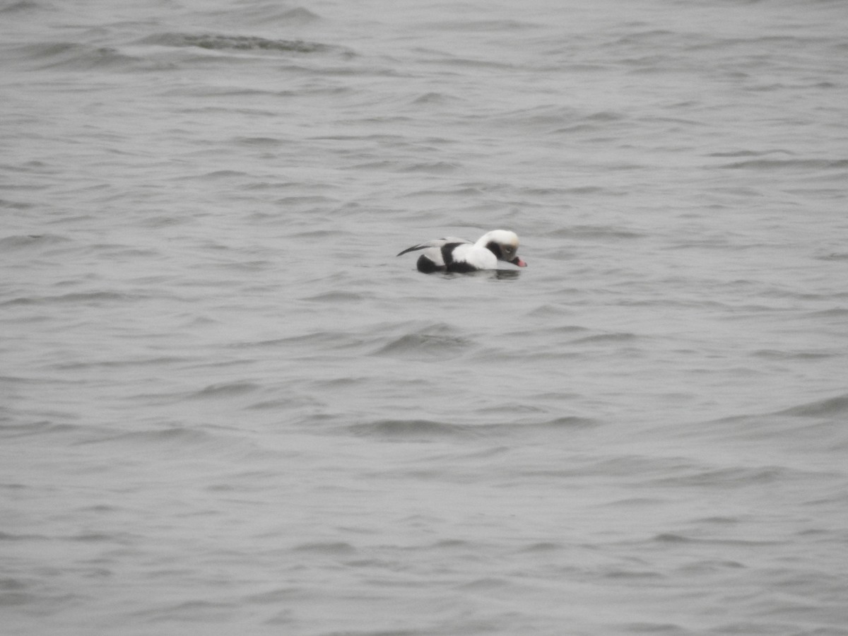 Long-tailed Duck - ML614015053