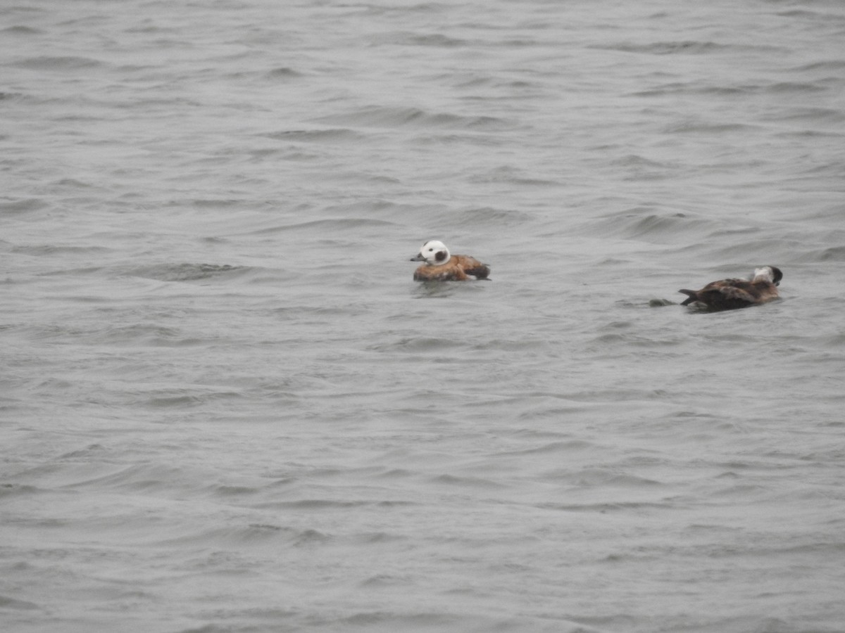 Long-tailed Duck - ML614015054
