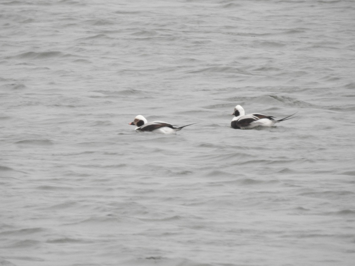 Long-tailed Duck - ML614015055