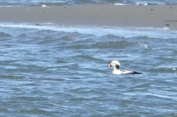 Long-tailed Duck - ML614015358