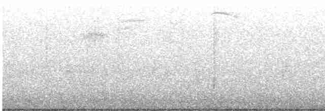 Geai de Steller (groupe stelleri) - ML614015433