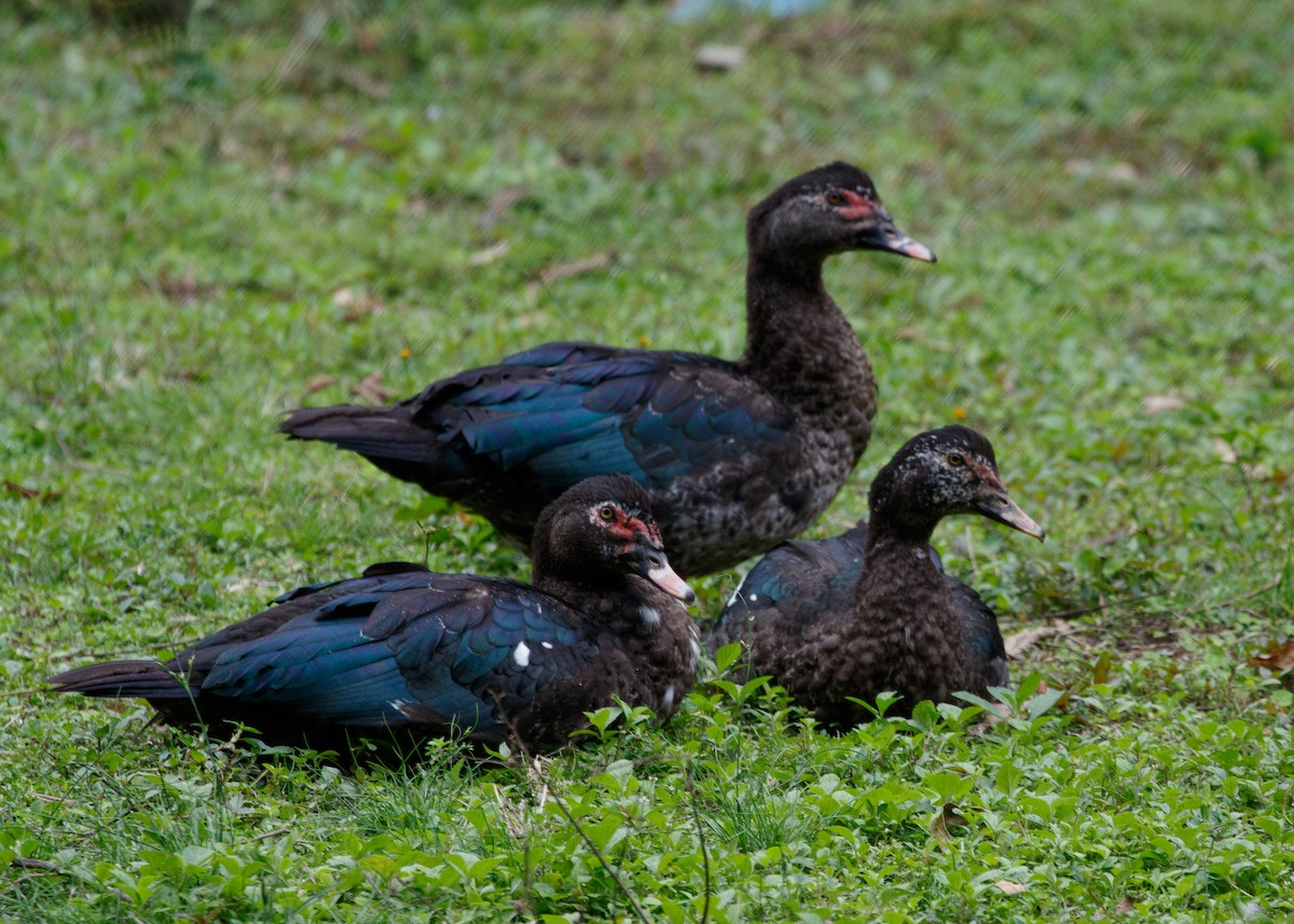 Muscovy Duck (Domestic type) - Silvia Faustino Linhares