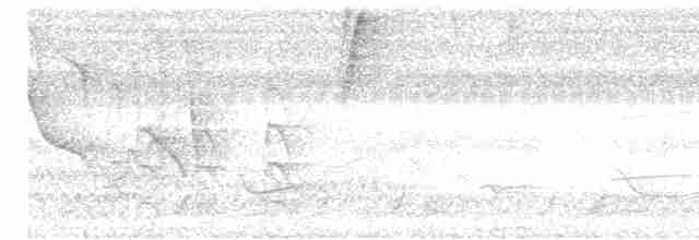 Серогрудый коростелёк - ML614015593