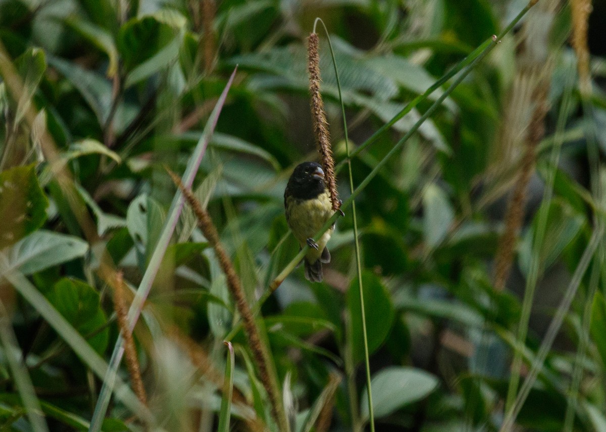 Yellow-bellied Seedeater - Silvia Faustino Linhares