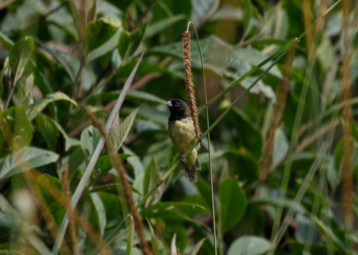 Yellow-bellied Seedeater - ML614015659