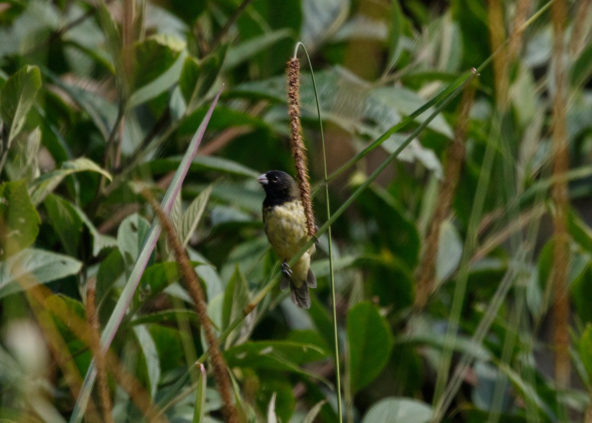 Yellow-bellied Seedeater - ML614015660