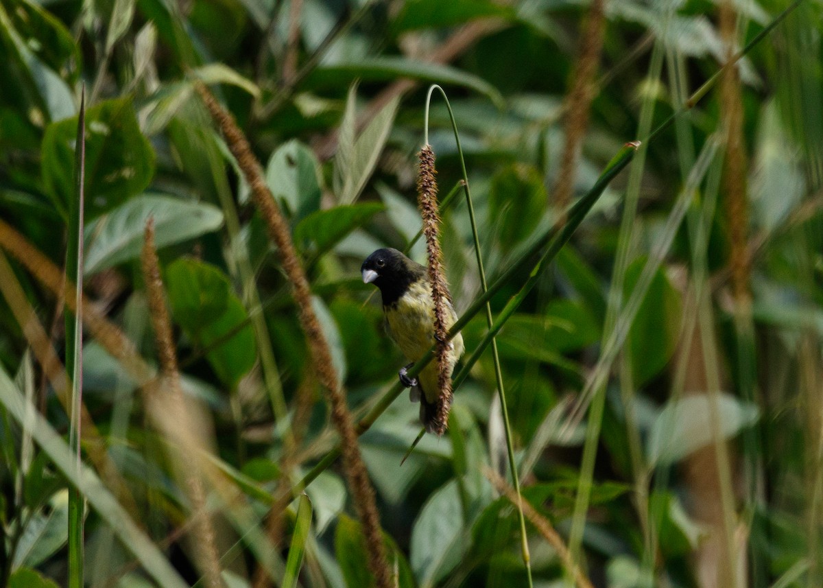 Yellow-bellied Seedeater - ML614015662