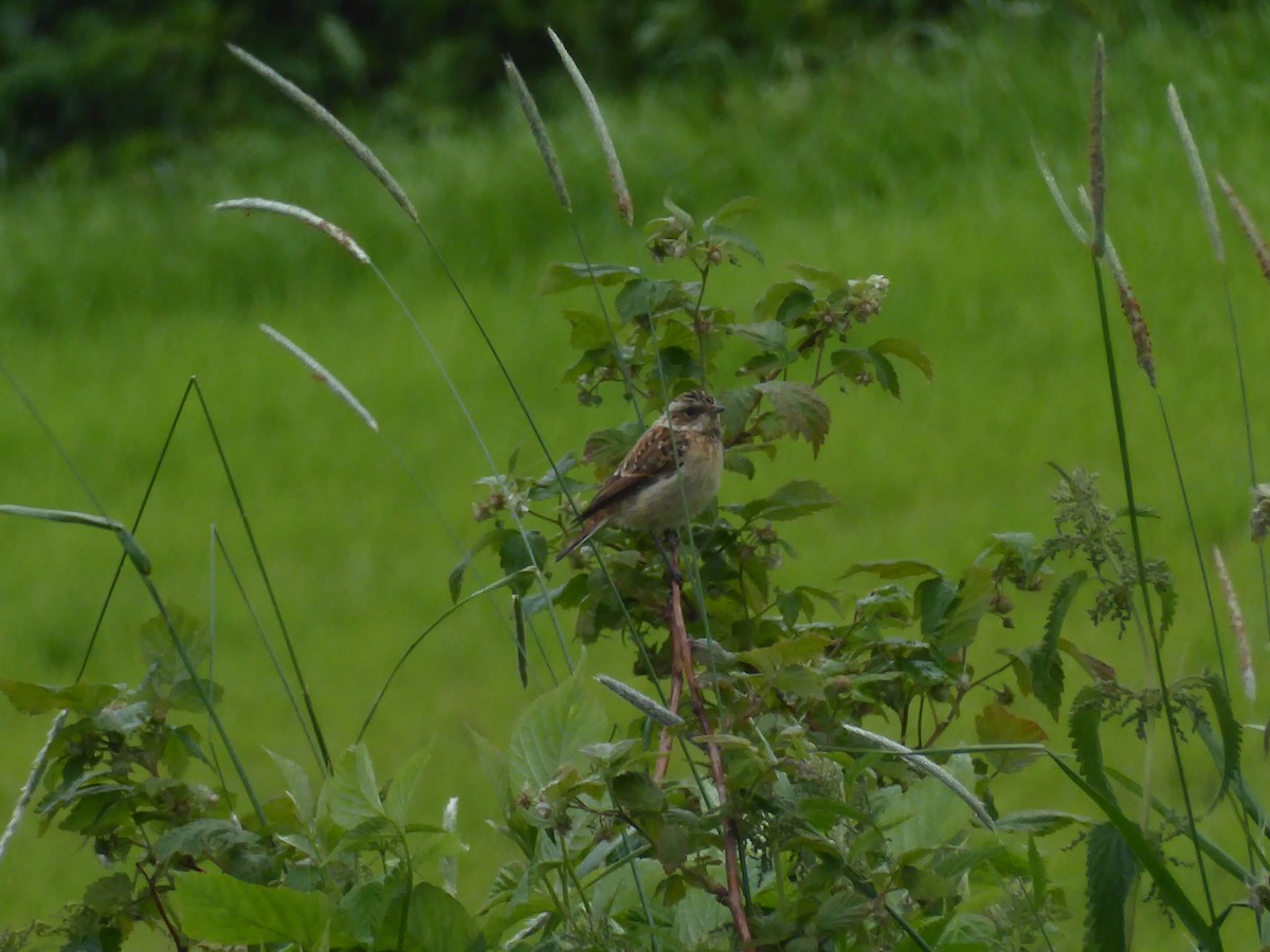 Whinchat - ML614015684