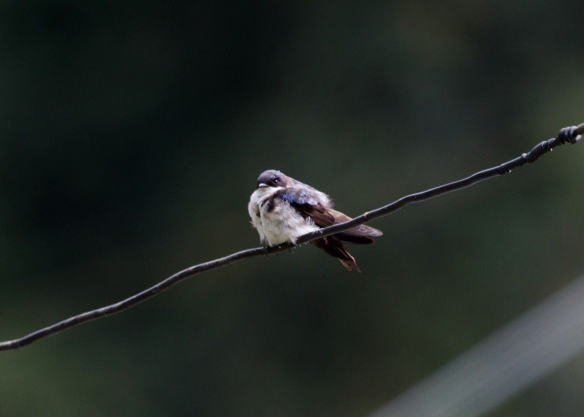 Blue-and-white Swallow (cyanoleuca) - Silvia Faustino Linhares
