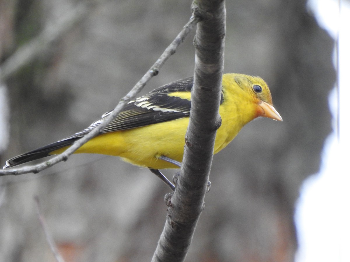 Western Tanager - ML614016407